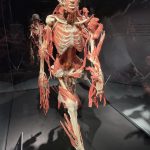 exkurzia body worlds unnamed scaled